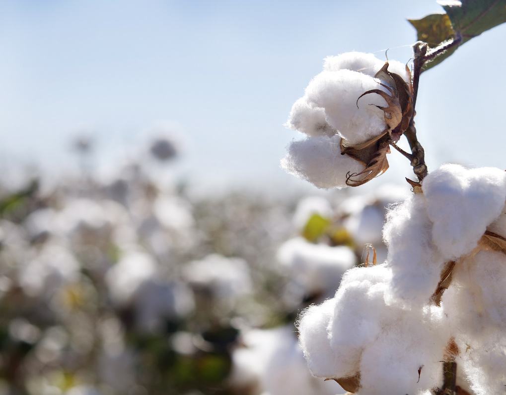 Organic cotton growing